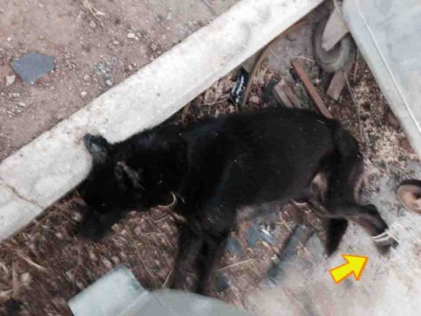 Λαύριο: Σκύλος με δεμένα τα πόδια νεκρός δίπλα από τους κάδους